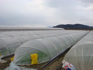 20100116-1_R.JPG
