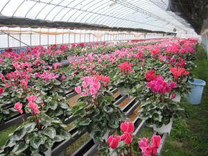 IMG_1959_R.JPG