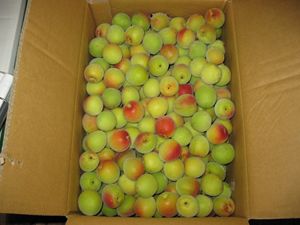 IMG_3492_R.JPG