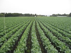 IMG_3929_R.JPG